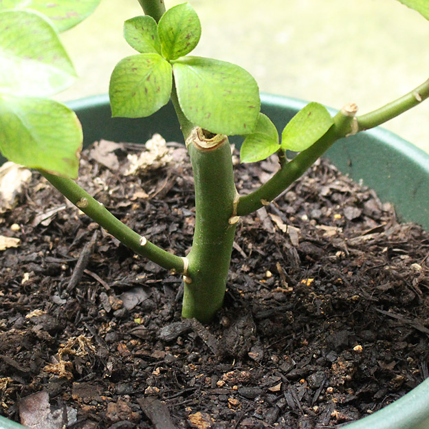 CAMP HOUSE/シナデニウム・ルブラ Synadenium grantii var.rubra