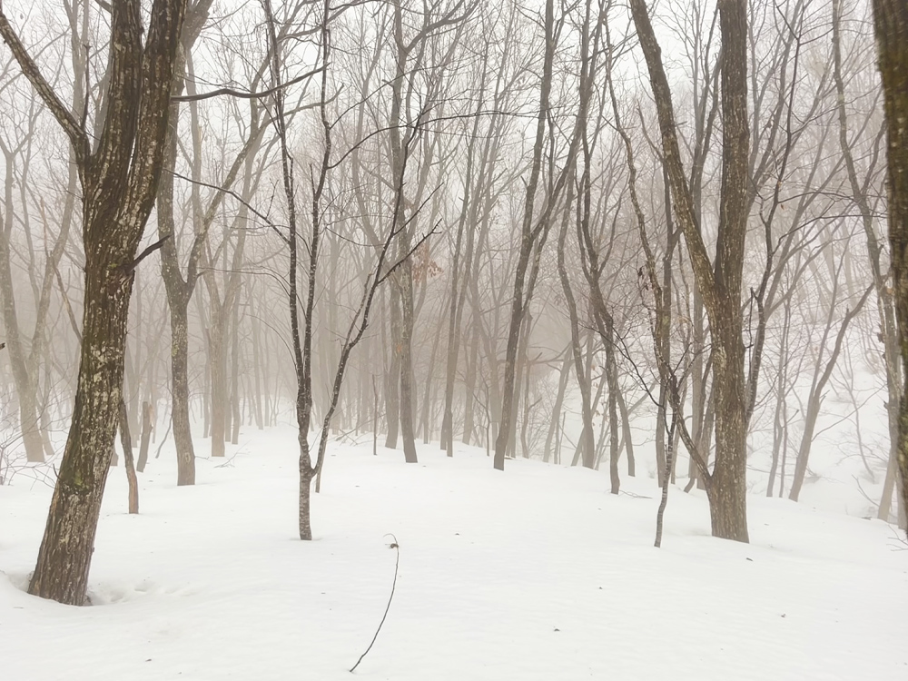 恩原高原に雪中キャンプに行ってきた ’23 霧に煙る雪の林