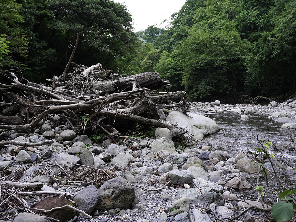 渓流キャンプに行ってきた-2020年のキャンプ地に流れ着いた大量の倒木