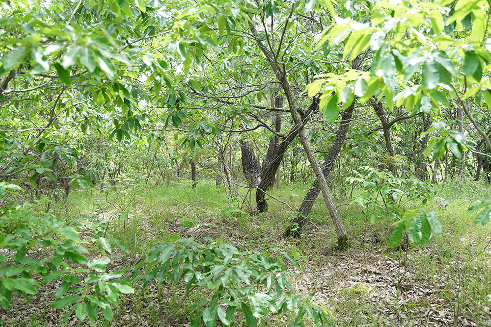 鳥取砂丘柳茶屋キャンプ場の西側の現状2022年