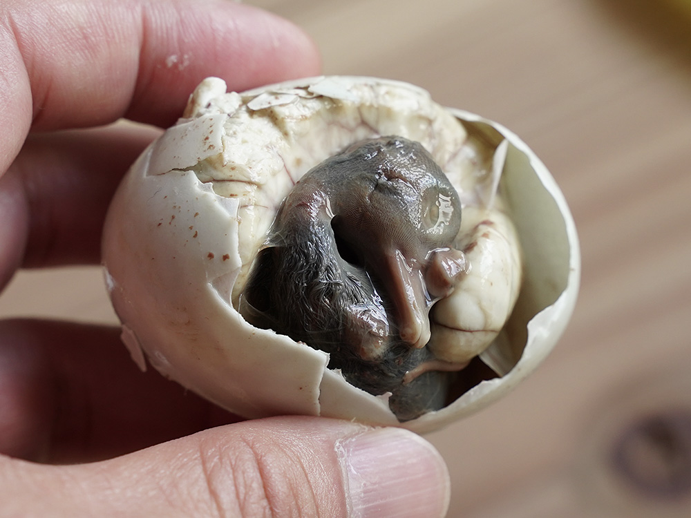 フィリピンの媚薬 Balut（バルット）