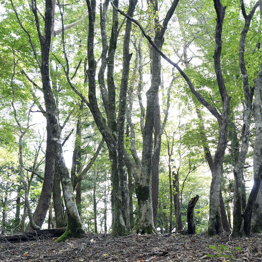 山林キャンプでの朝